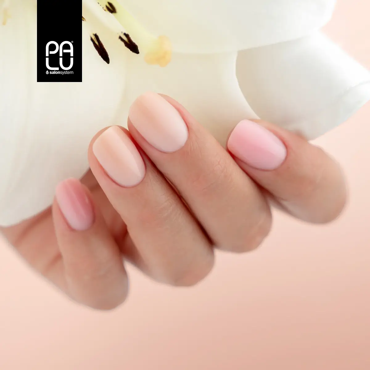 PALU top coat no wipe Skin 2 PALU top coat no wipe Skin